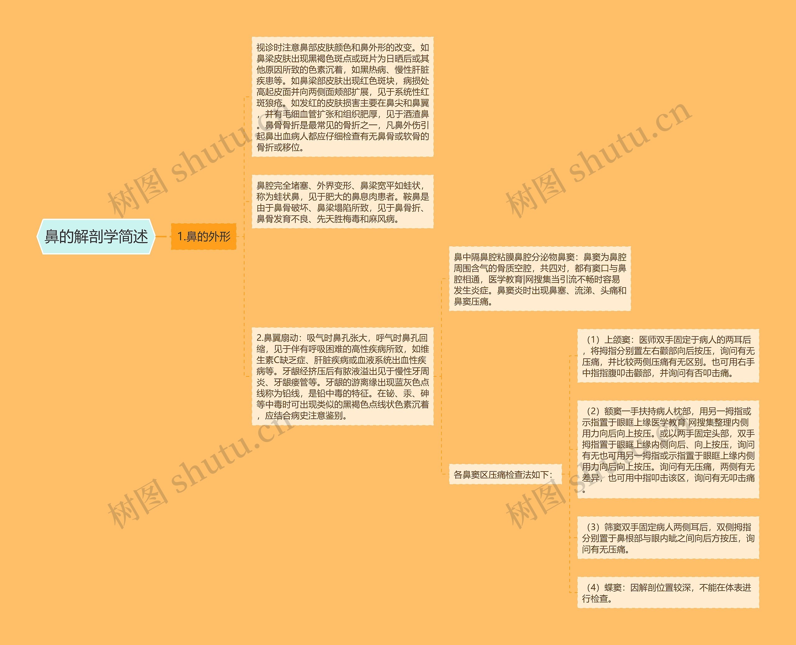 鼻的解剖学简述 鼻的解剖学简述