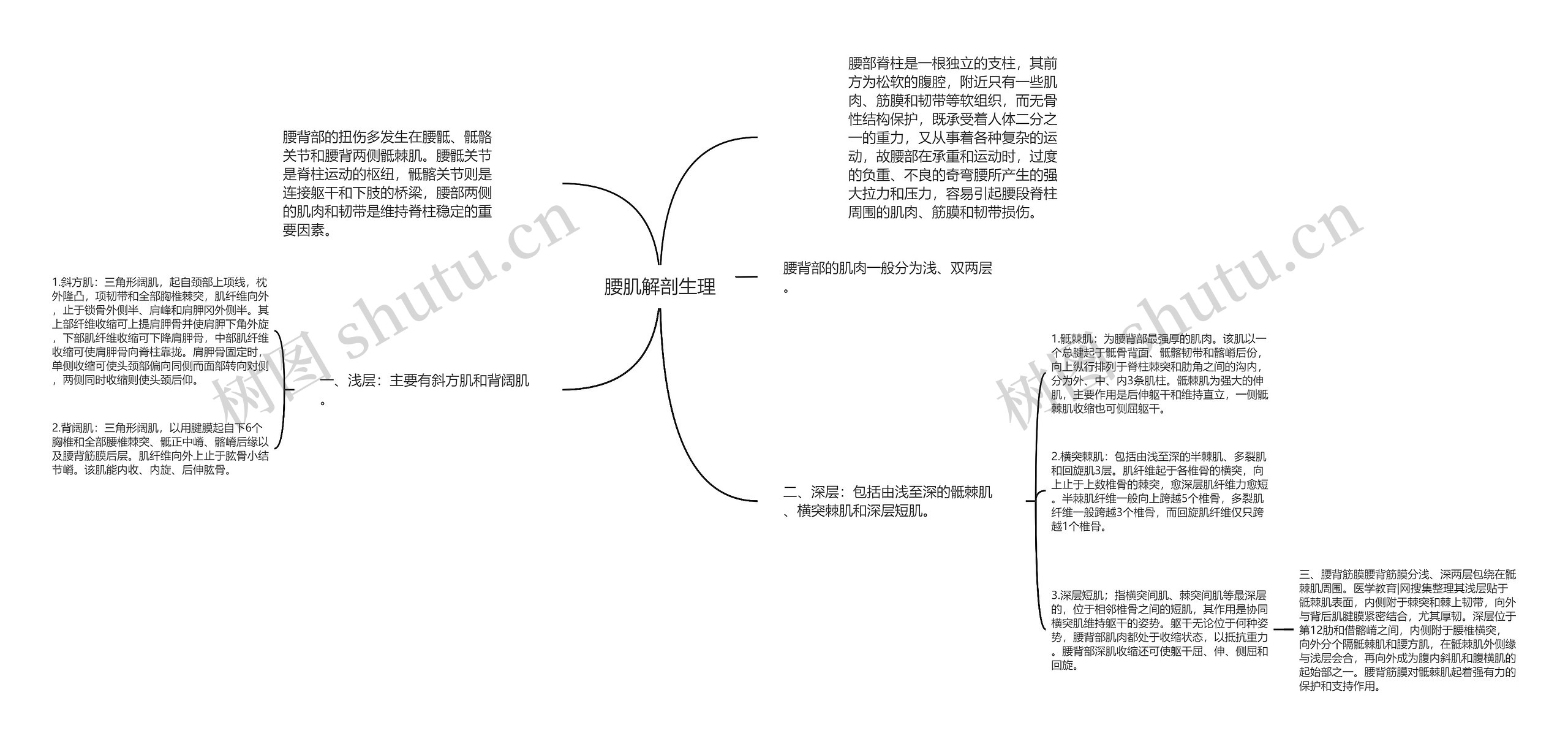 腰肌解剖生理