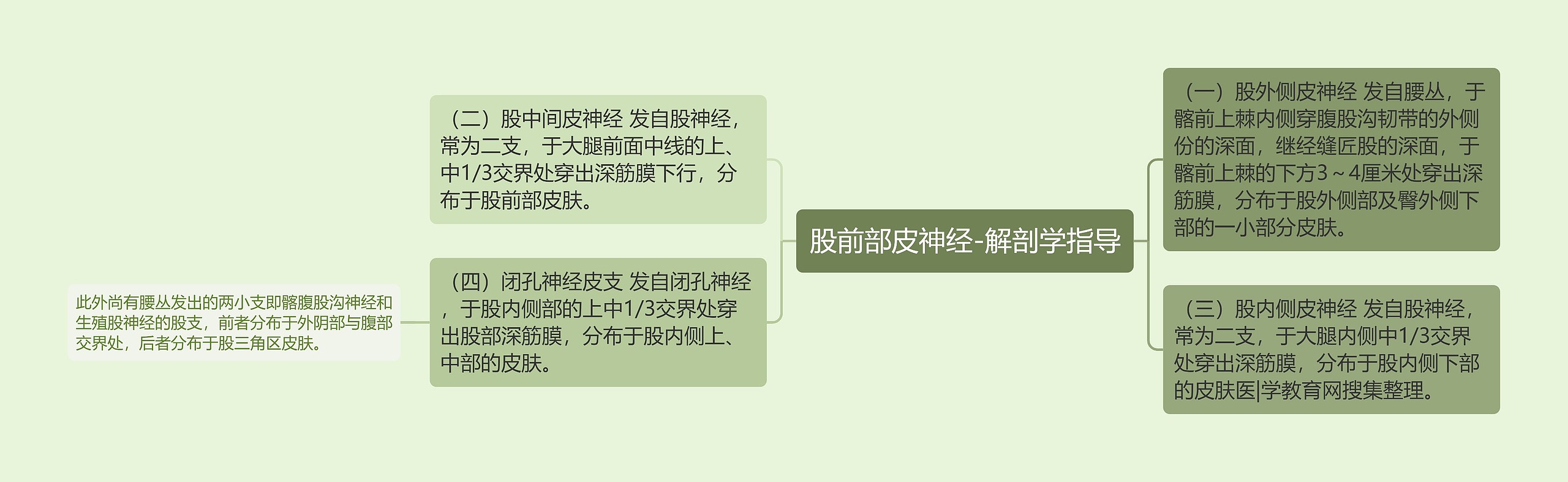 股前部皮神经-解剖学指导 股前部皮神经-解剖学指导
