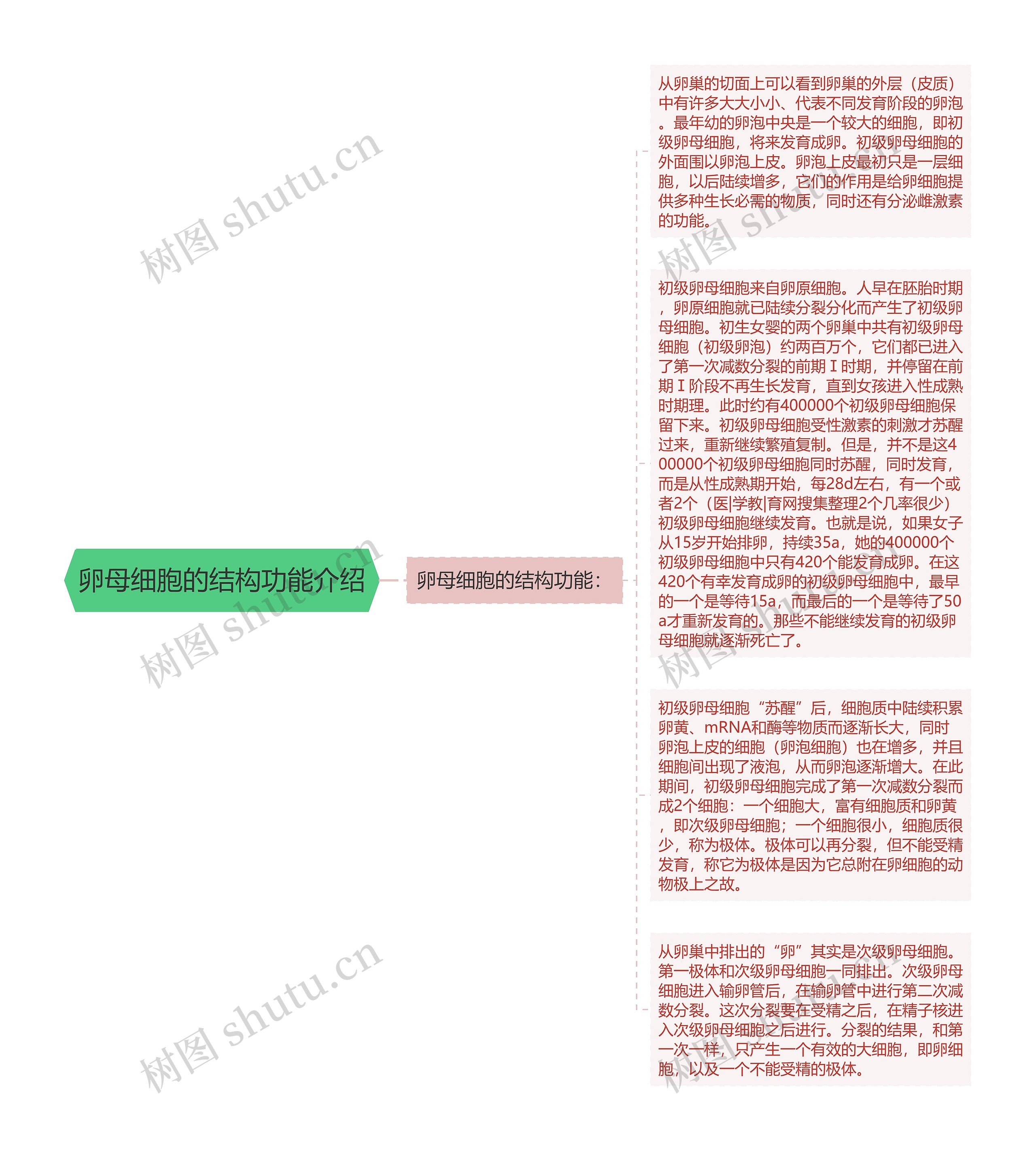 卵母细胞的结构功能介绍思维导图