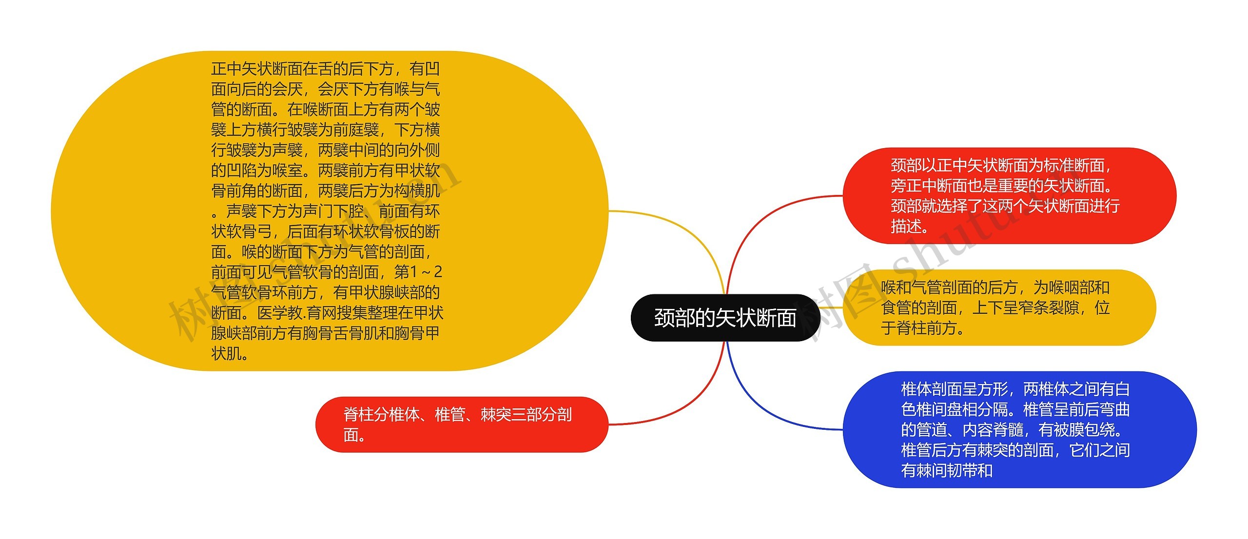 颈部的矢状断面思维导图