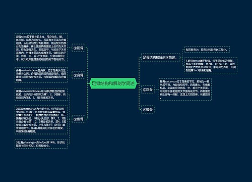 足骨结构和解剖学简述