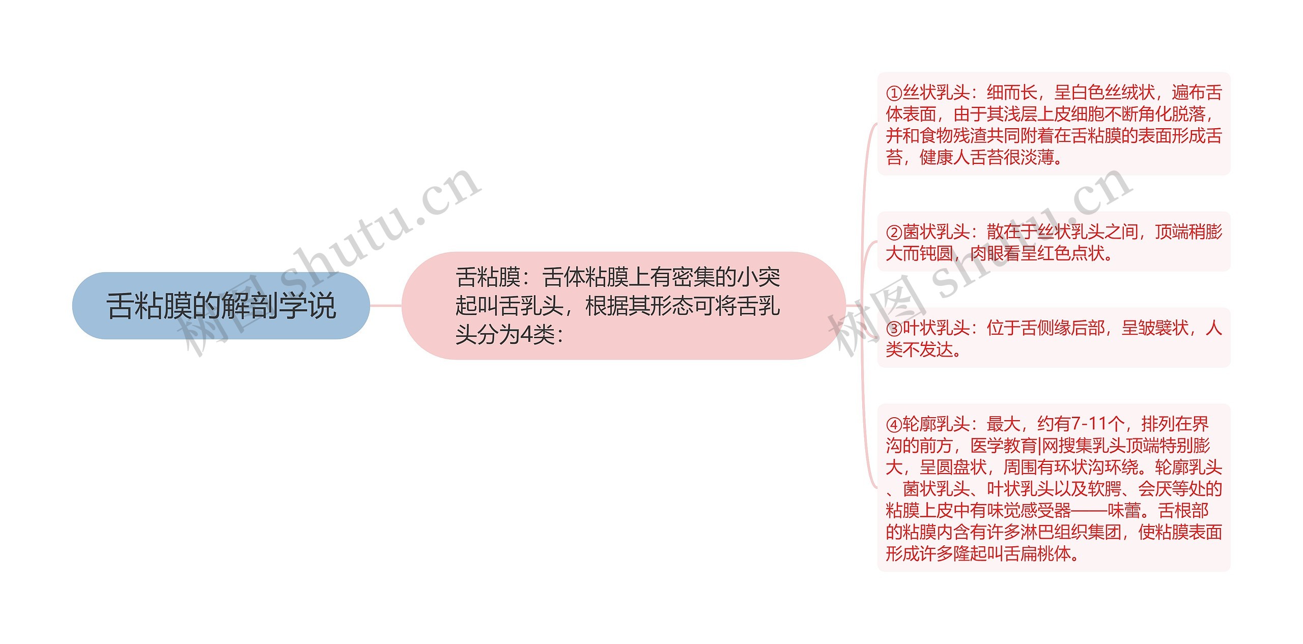 舌粘膜的解剖学说