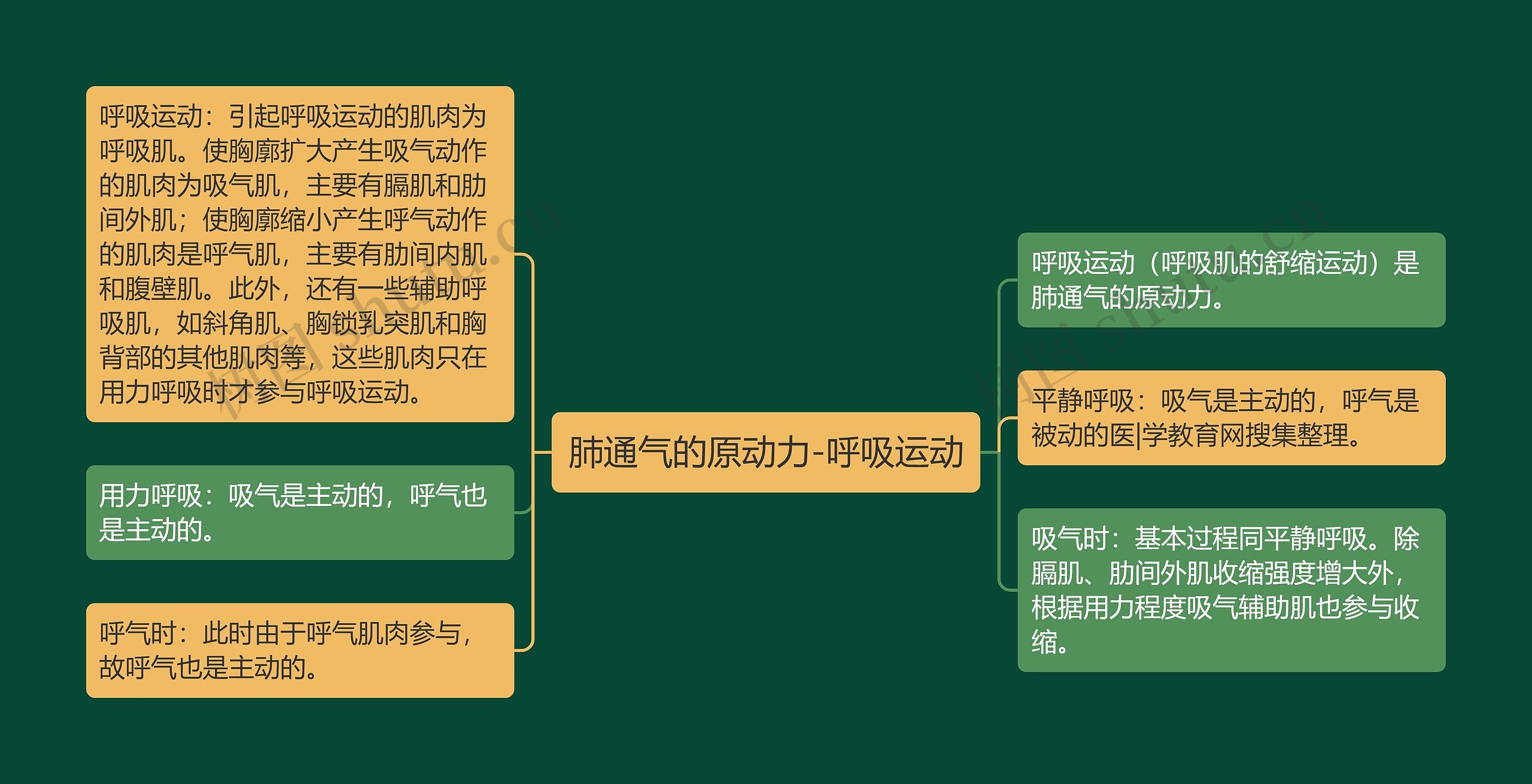 肺通气的原动力-呼吸运动思维导图