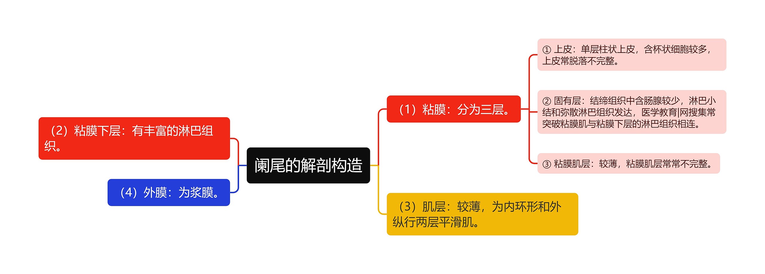 阑尾的解剖构造 阑尾的解剖构造