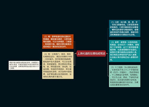 上消化道的生理组成简述