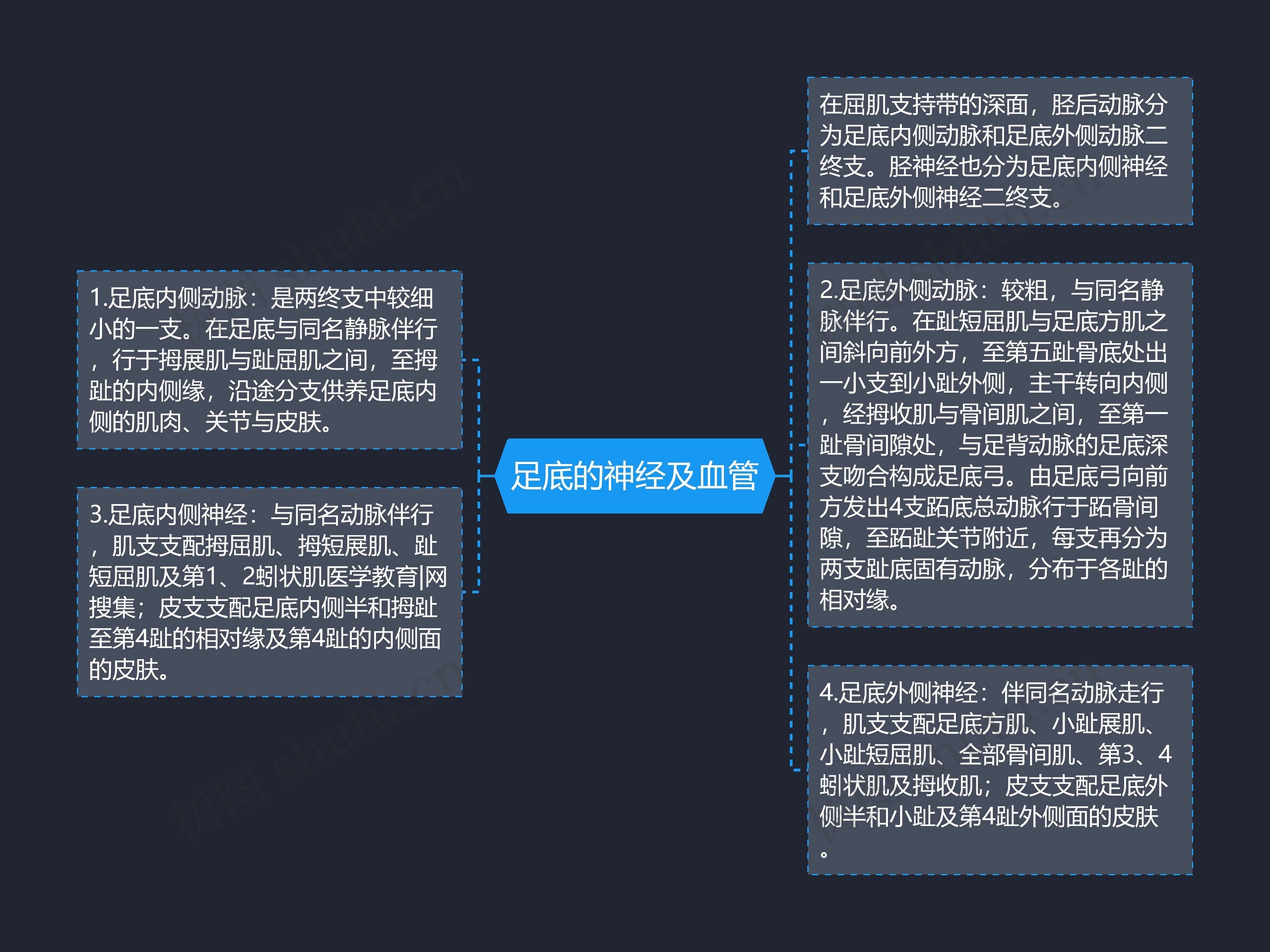 足底的神经及血管 足底的神经及血管