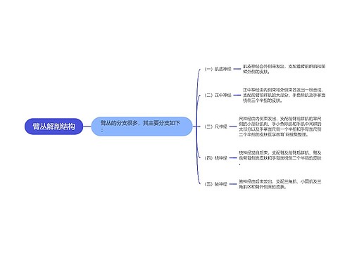 臂丛解剖结构