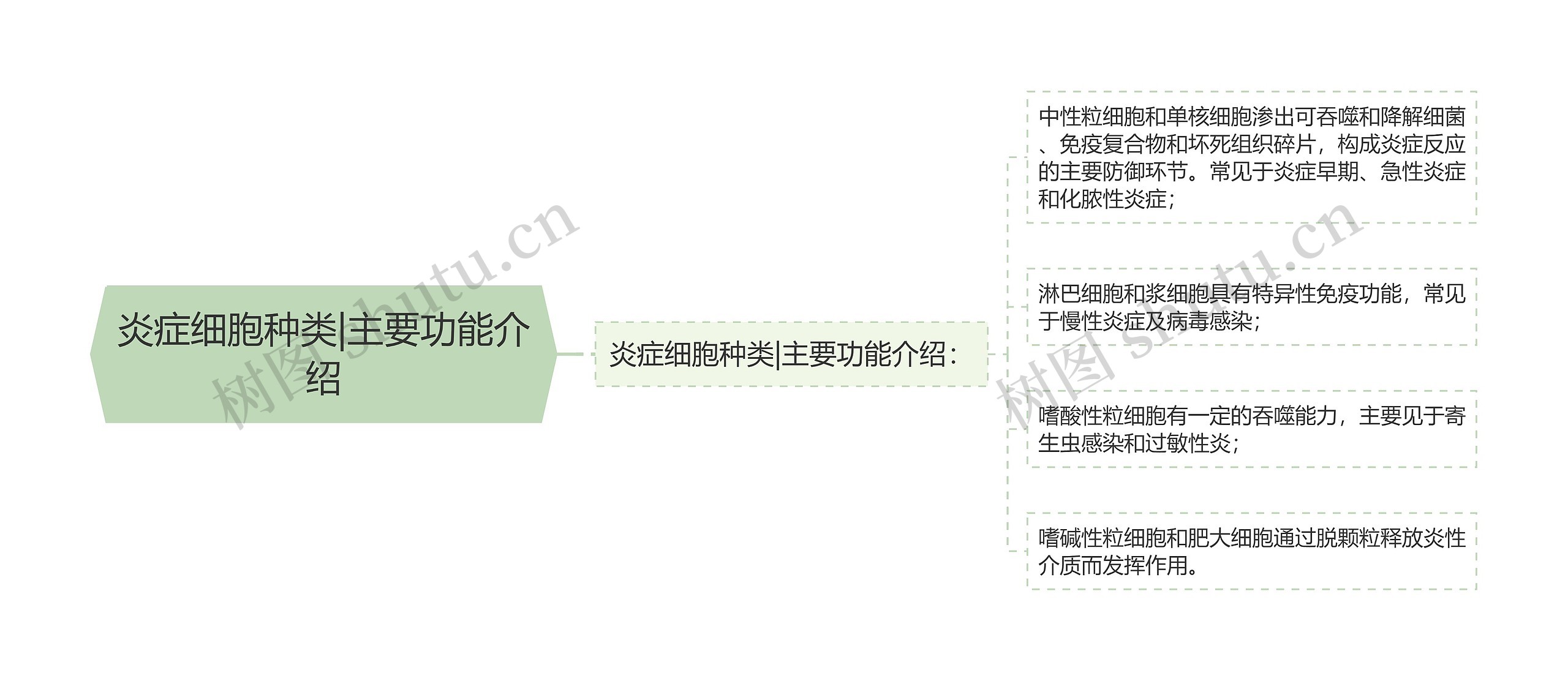 炎症细胞种类|主要功能介绍思维导图