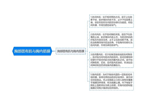 胸部固有肌与胸内筋膜