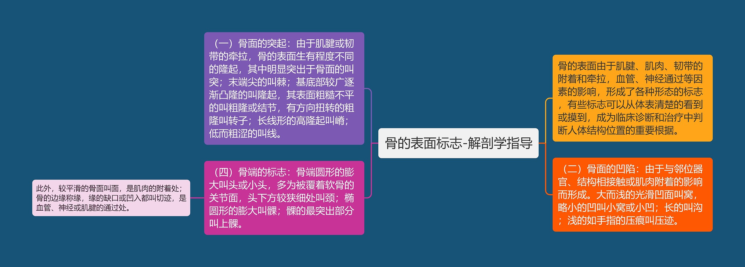 骨的表面标志-解剖学指导