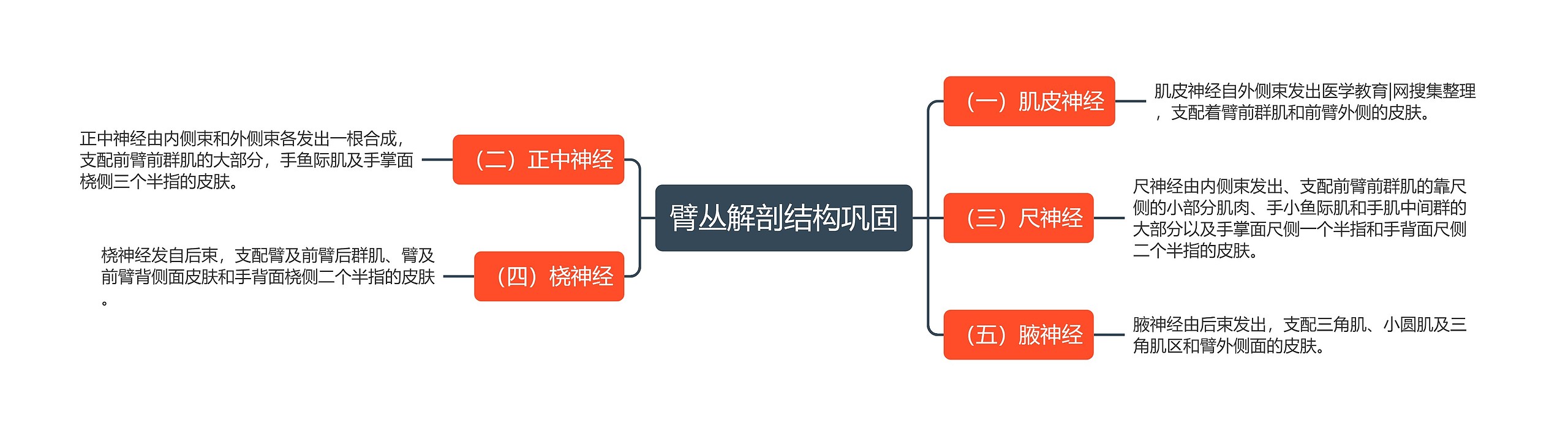 臂丛解剖结构巩固思维导图