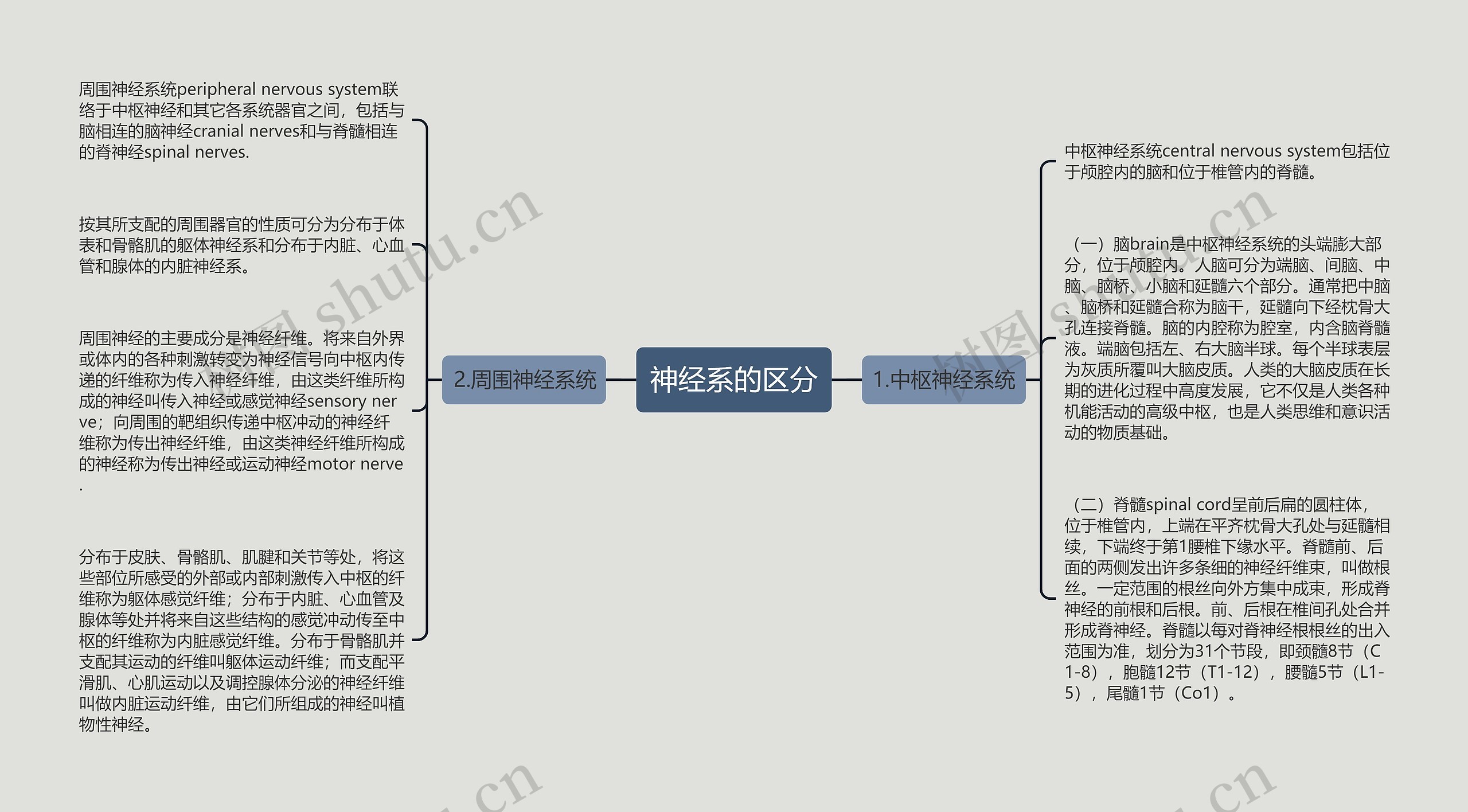 神经系的区分