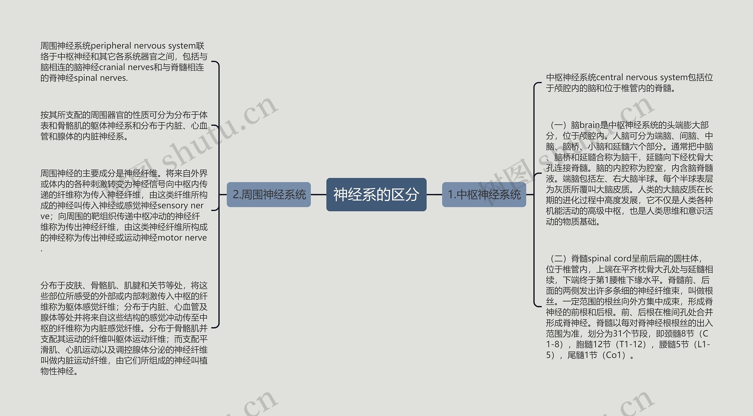 神经系的区分思维导图