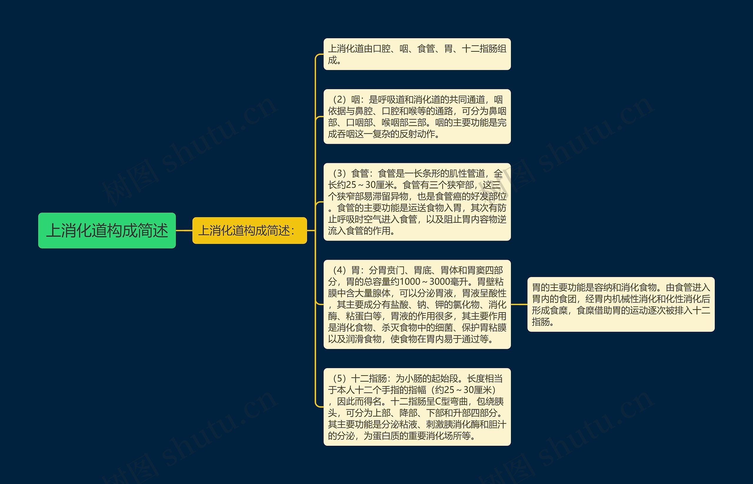 上消化道构成简述思维导图