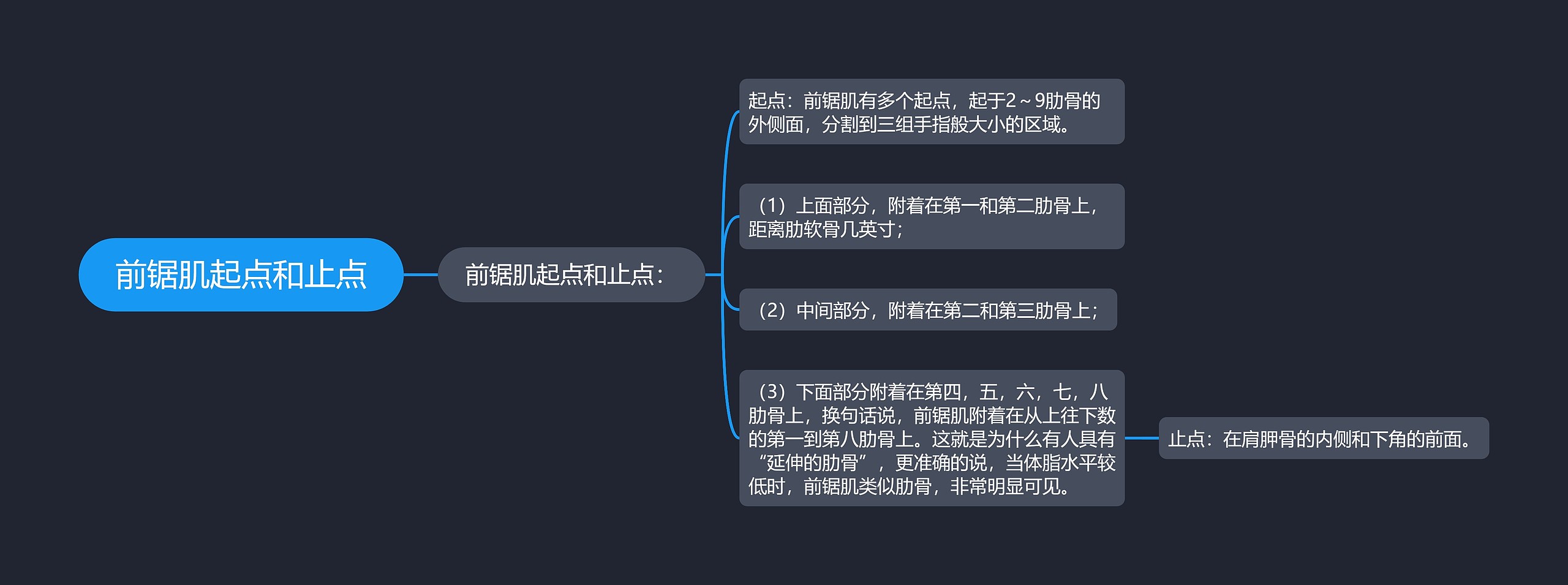 前锯肌起点和止点