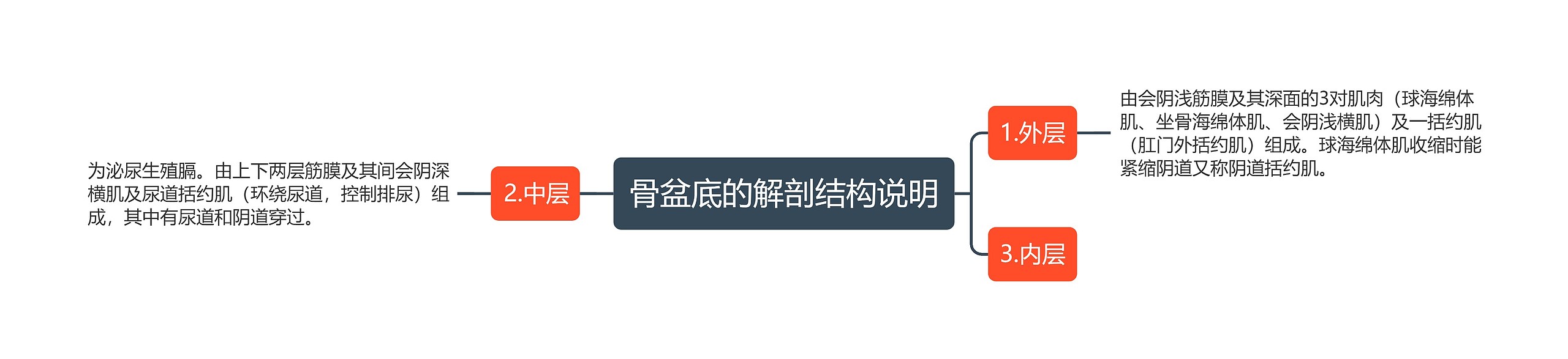 骨盆底的解剖结构说明思维导图