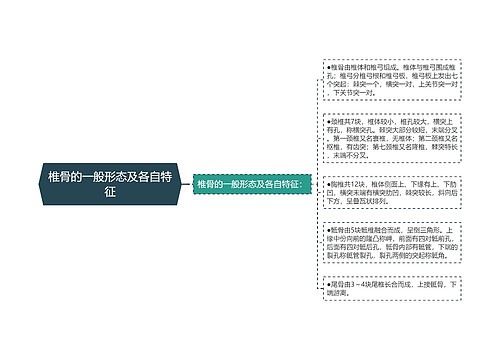 椎骨的一般形态及各自特征