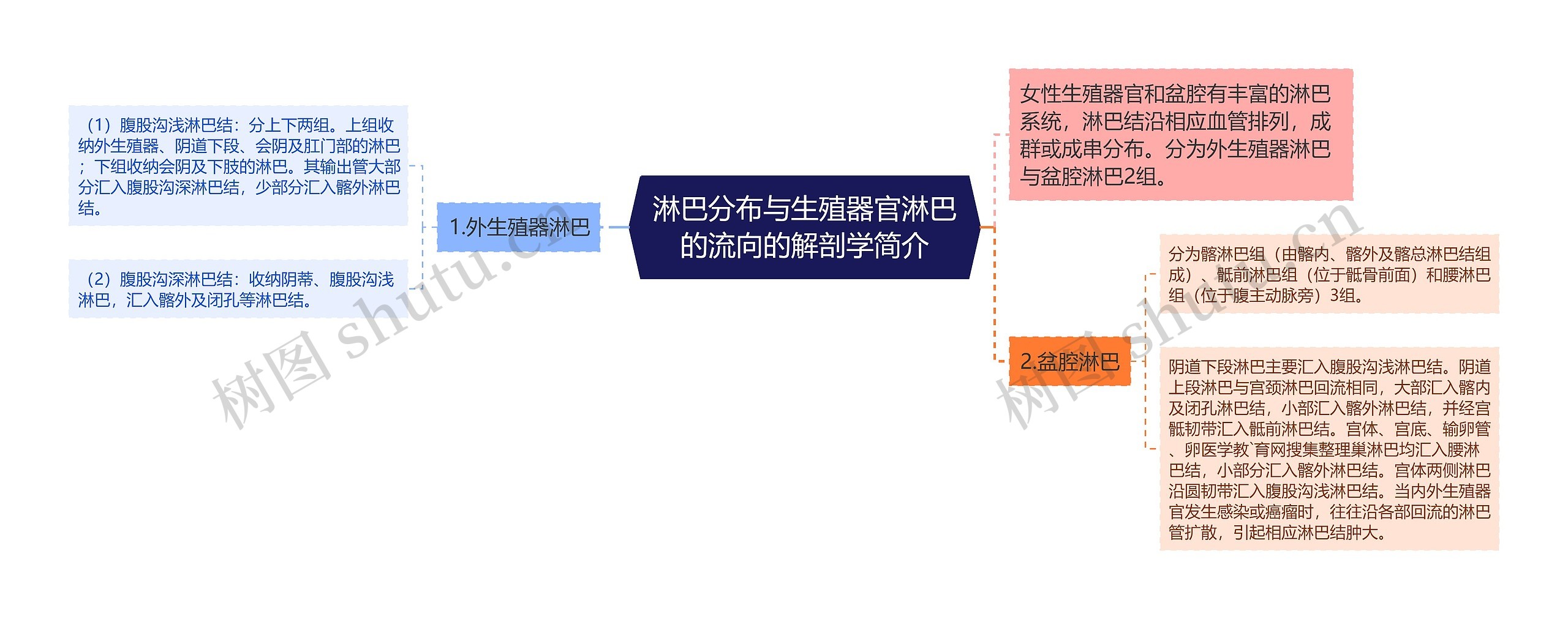 淋巴分布与生殖器官淋巴的流向的解剖学简介