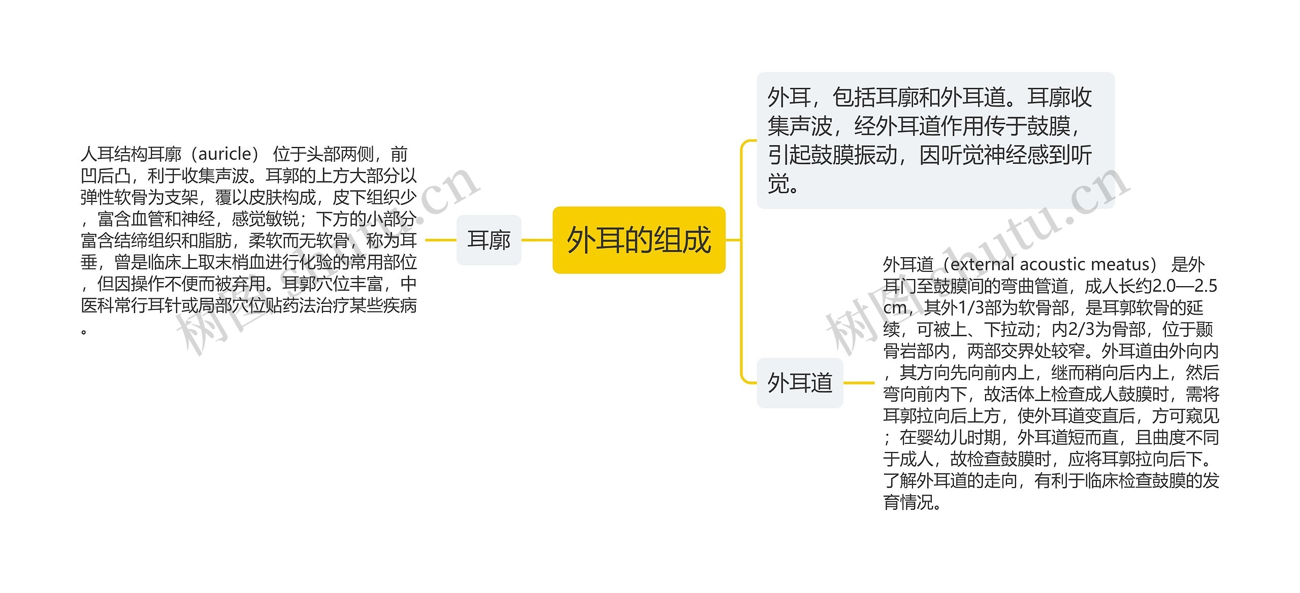 外耳的组成