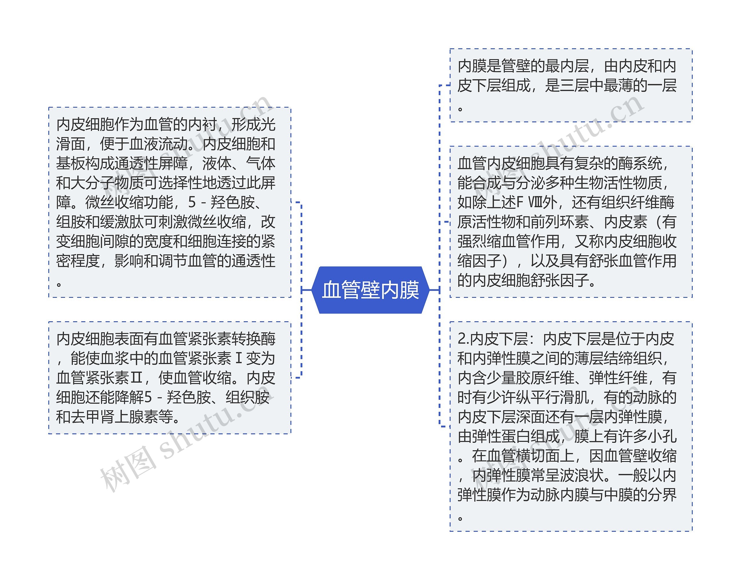 血管壁内膜思维导图