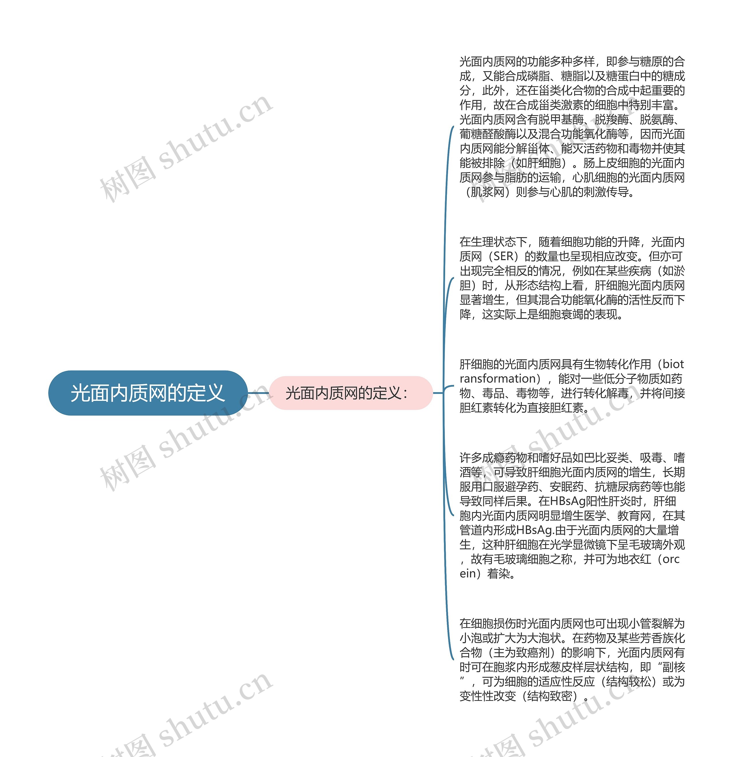 光面内质网的定义思维导图