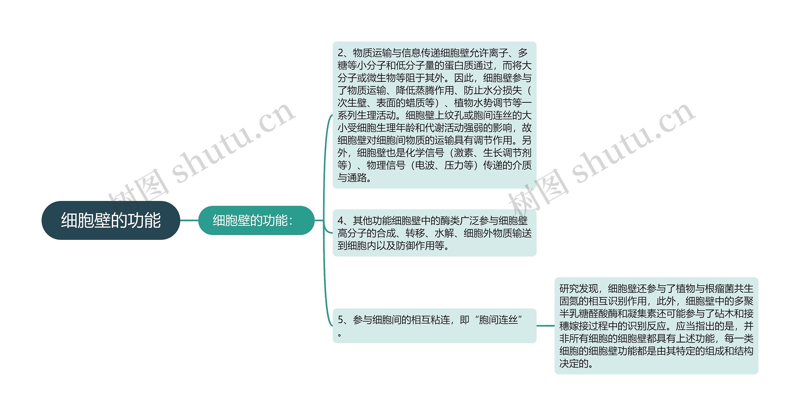 细胞壁的功能思维导图