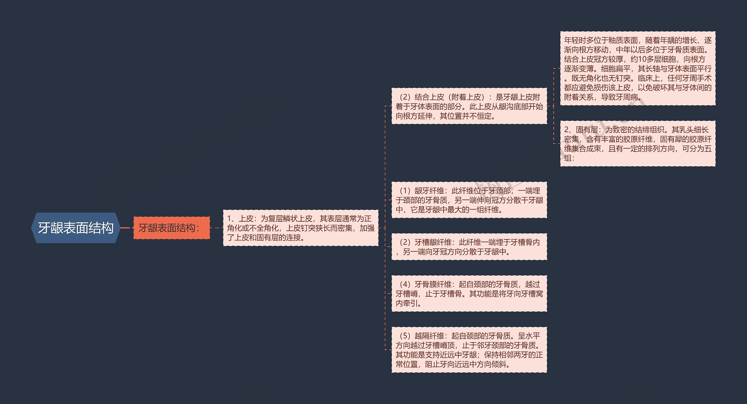 牙龈表面结构思维导图高清图 牙龈表面结构思维导图
