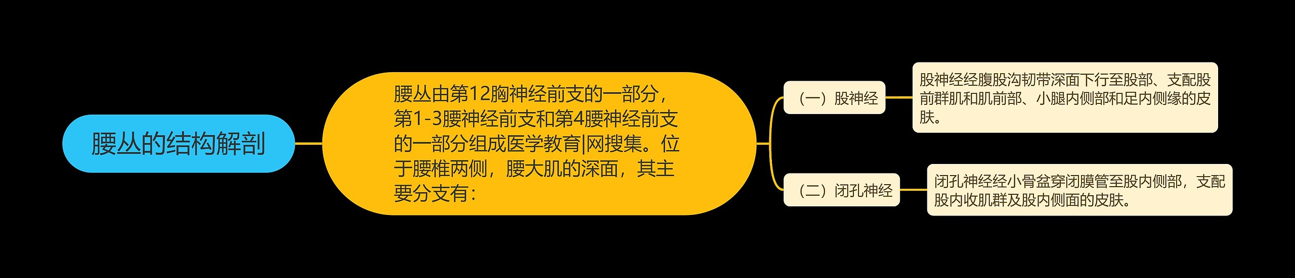 腰丛的结构解剖 腰丛的结构解剖
