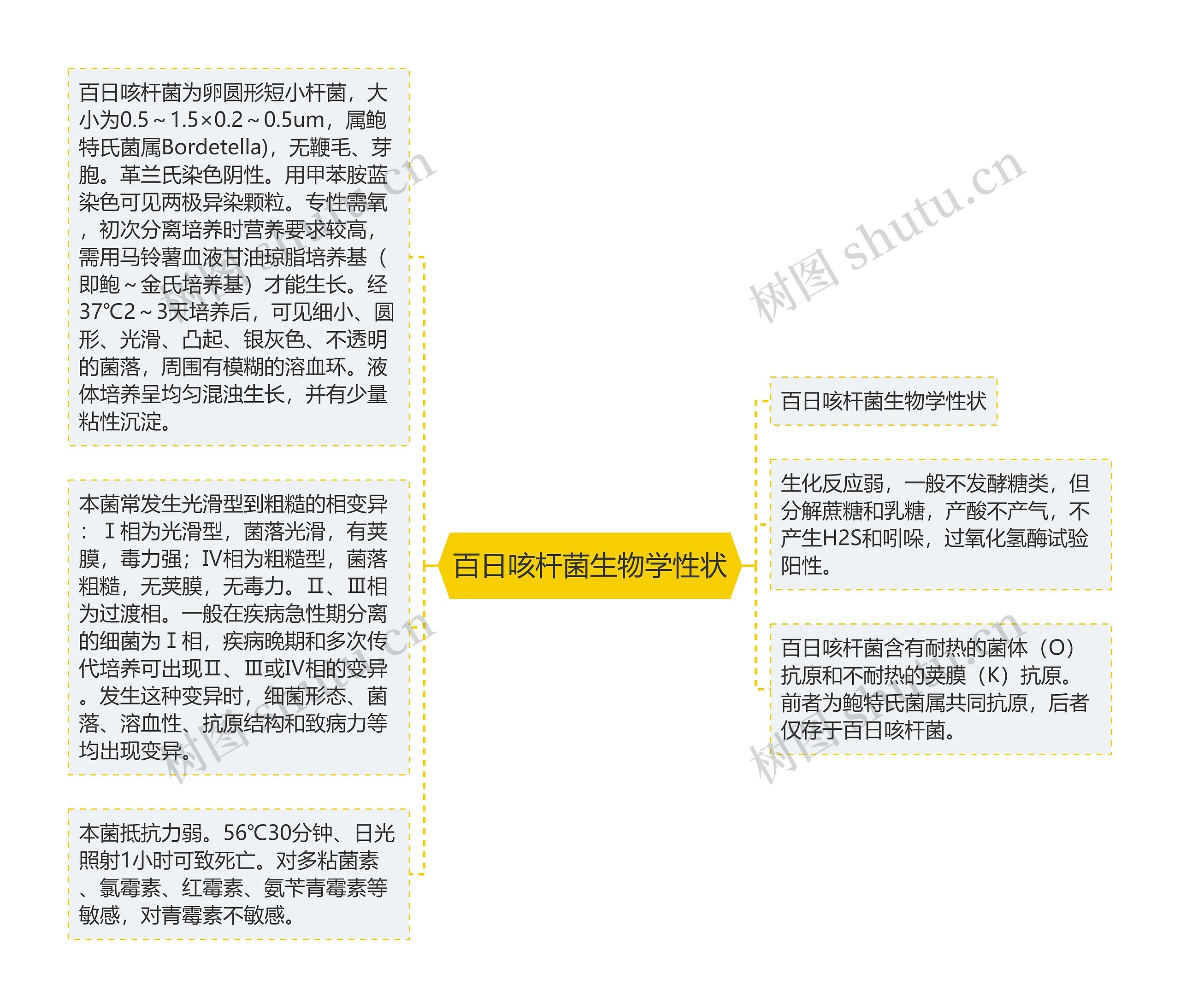 百日咳杆菌生物学性状思维导图