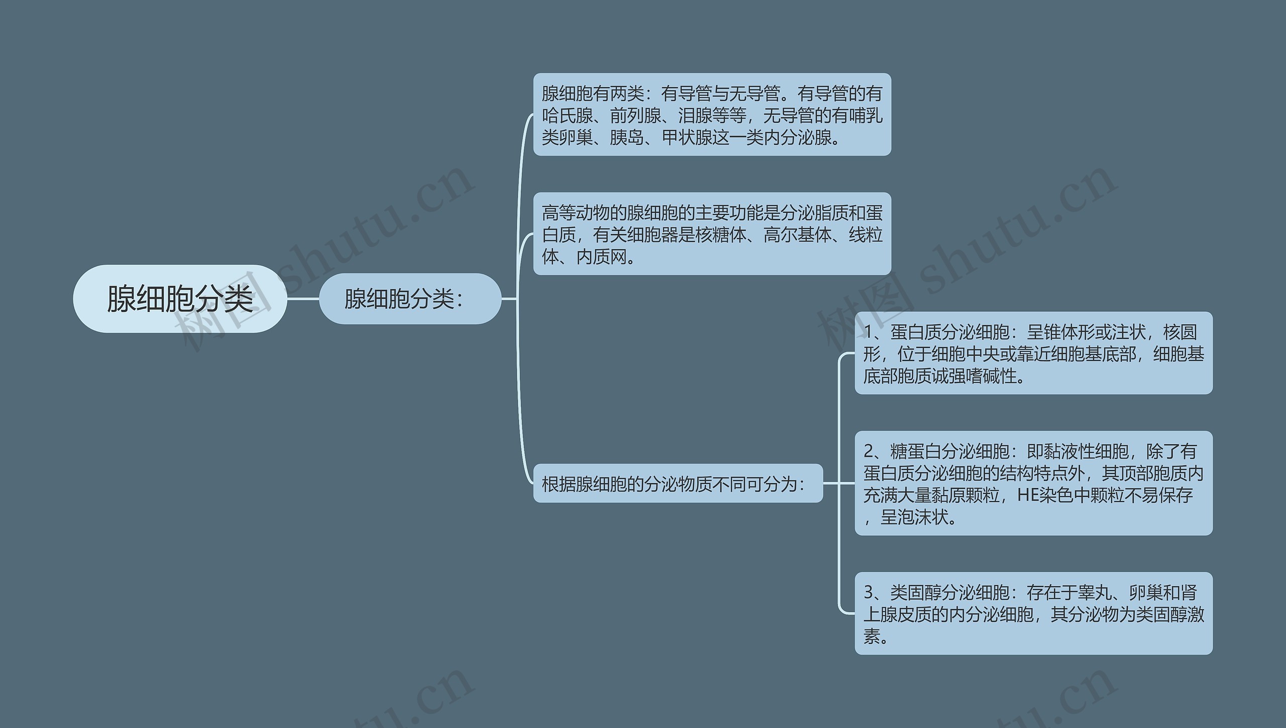 腺细胞分类思维导图