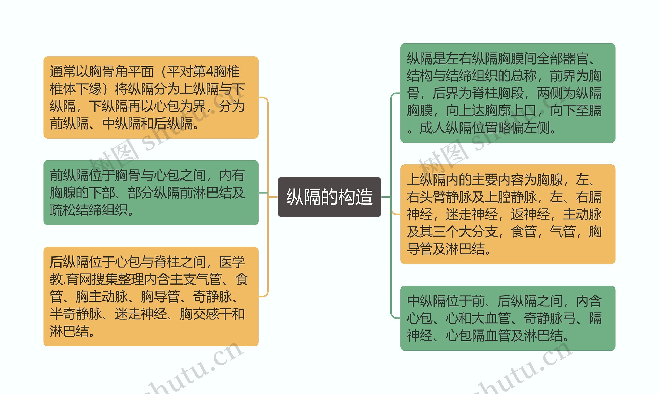 纵隔的构造