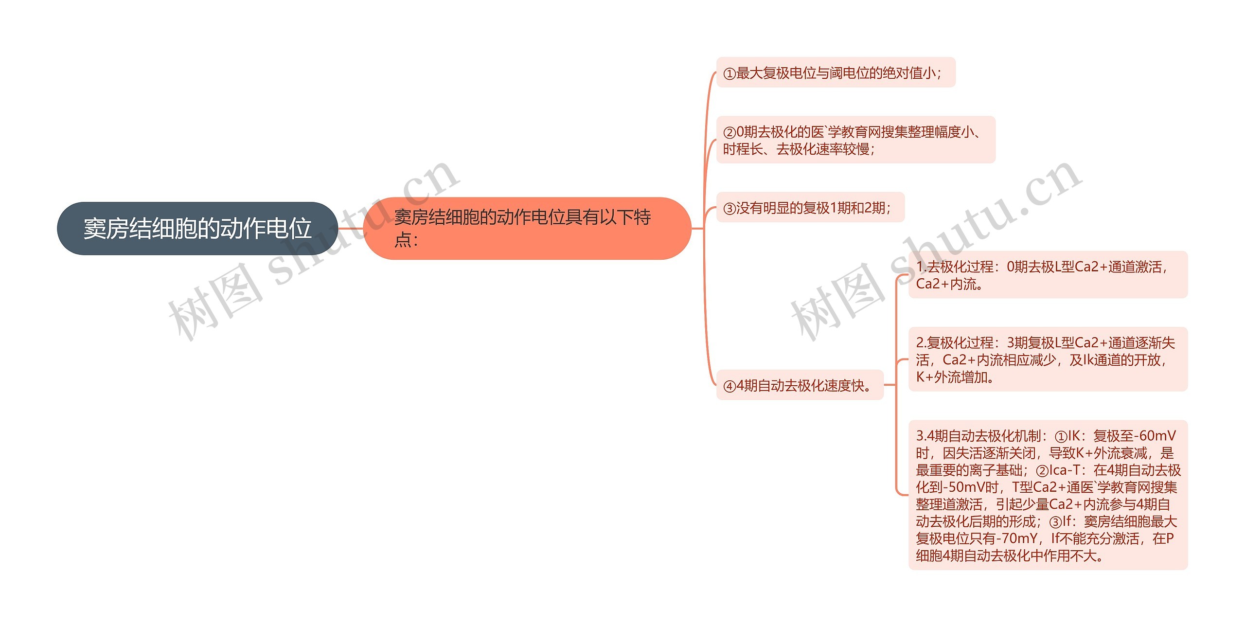 窦房结细胞的动作电位思维导图