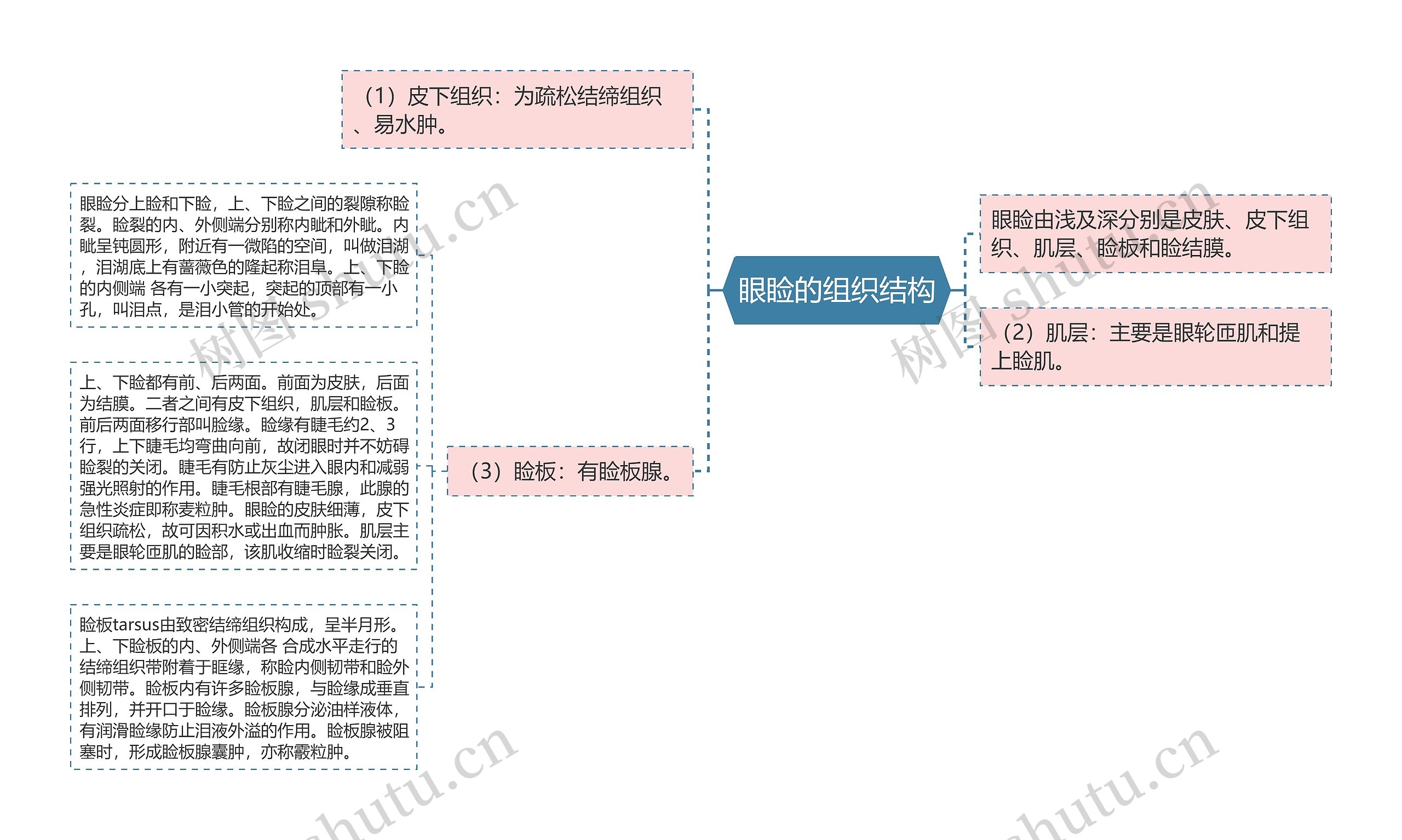 眼睑的组织结构思维导图