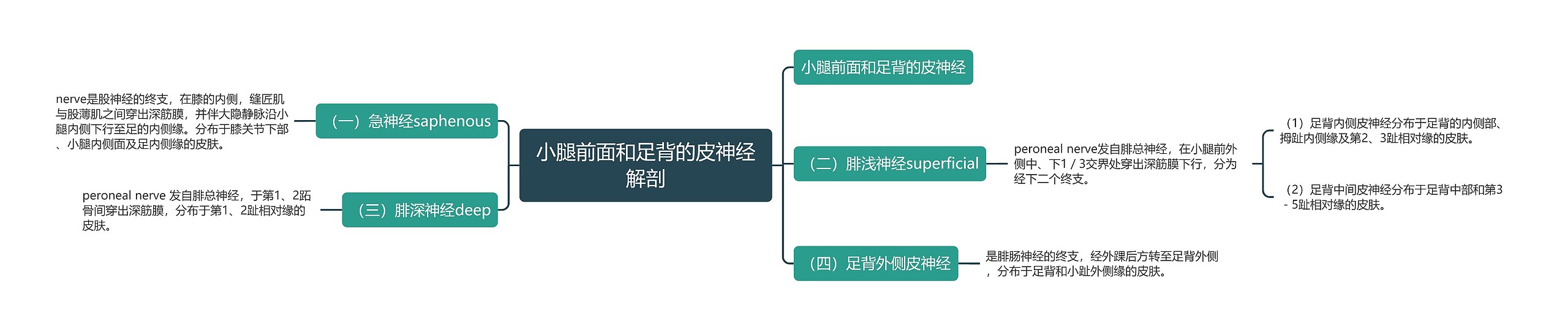 小腿前面和足背的皮神经解剖 小腿前面和足背的皮神经解剖