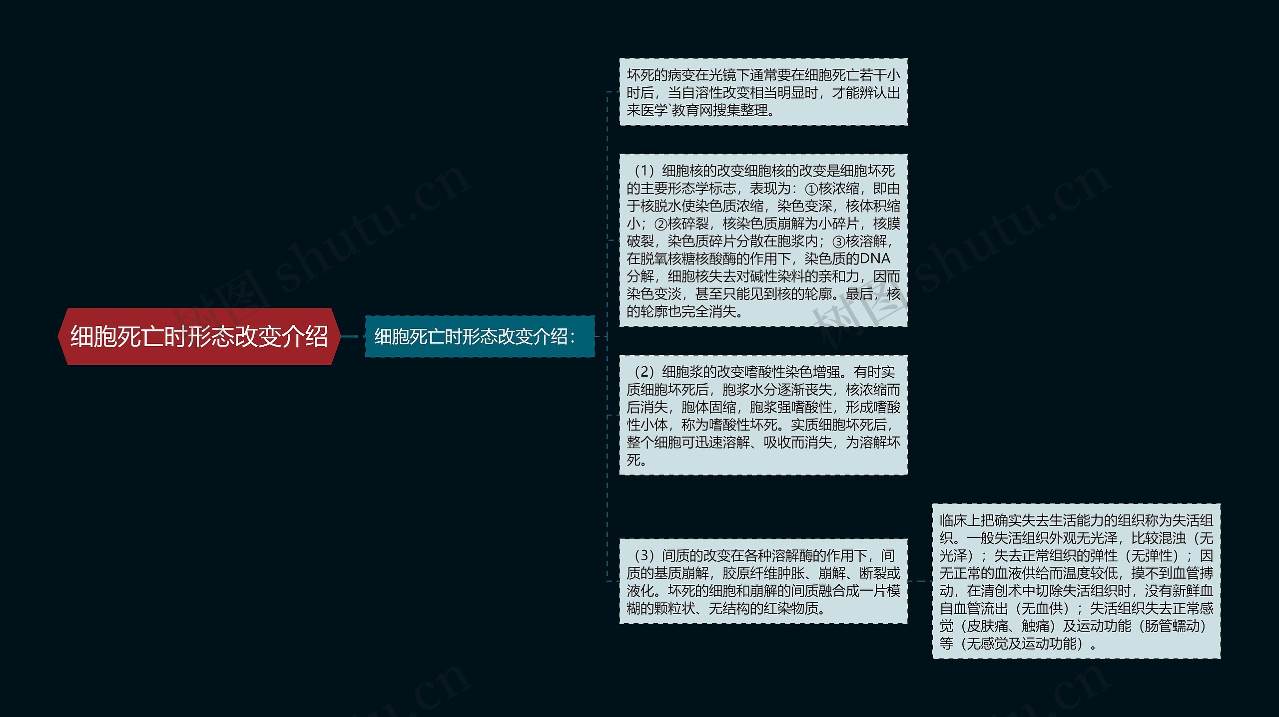 细胞死亡时形态改变介绍