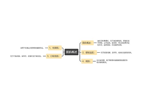 面肌概述