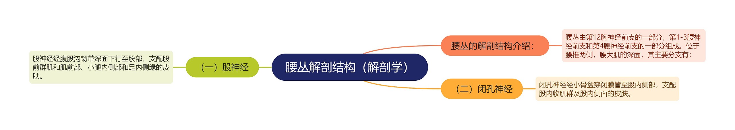 腰丛解剖结构（解剖学）