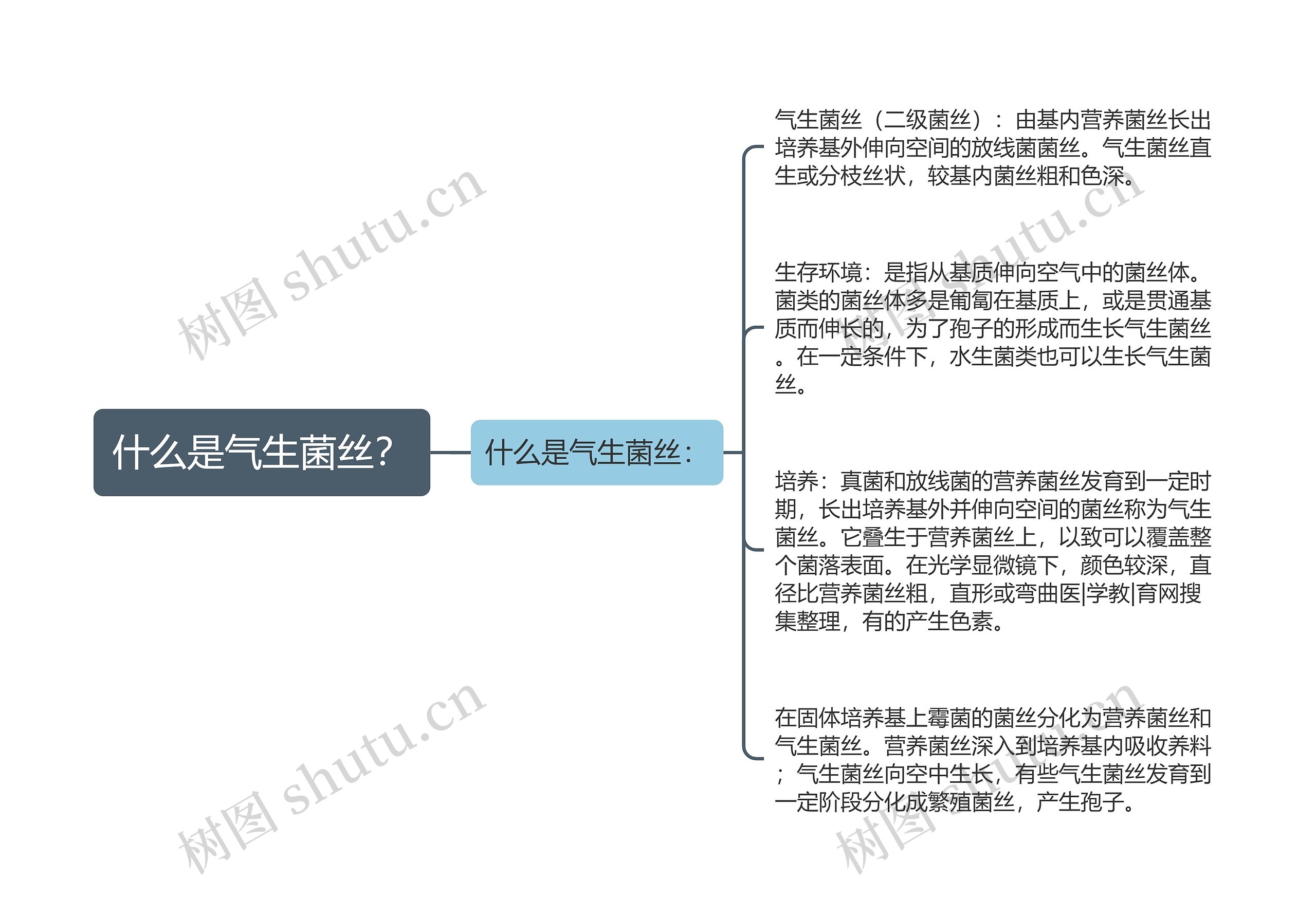 什么是气生菌丝？思维导图