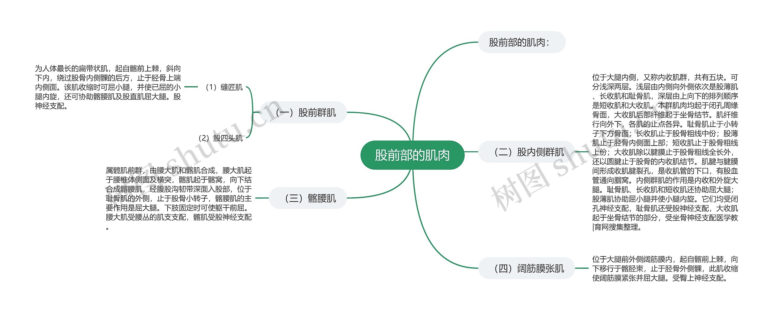 股前部的肌肉思维导图