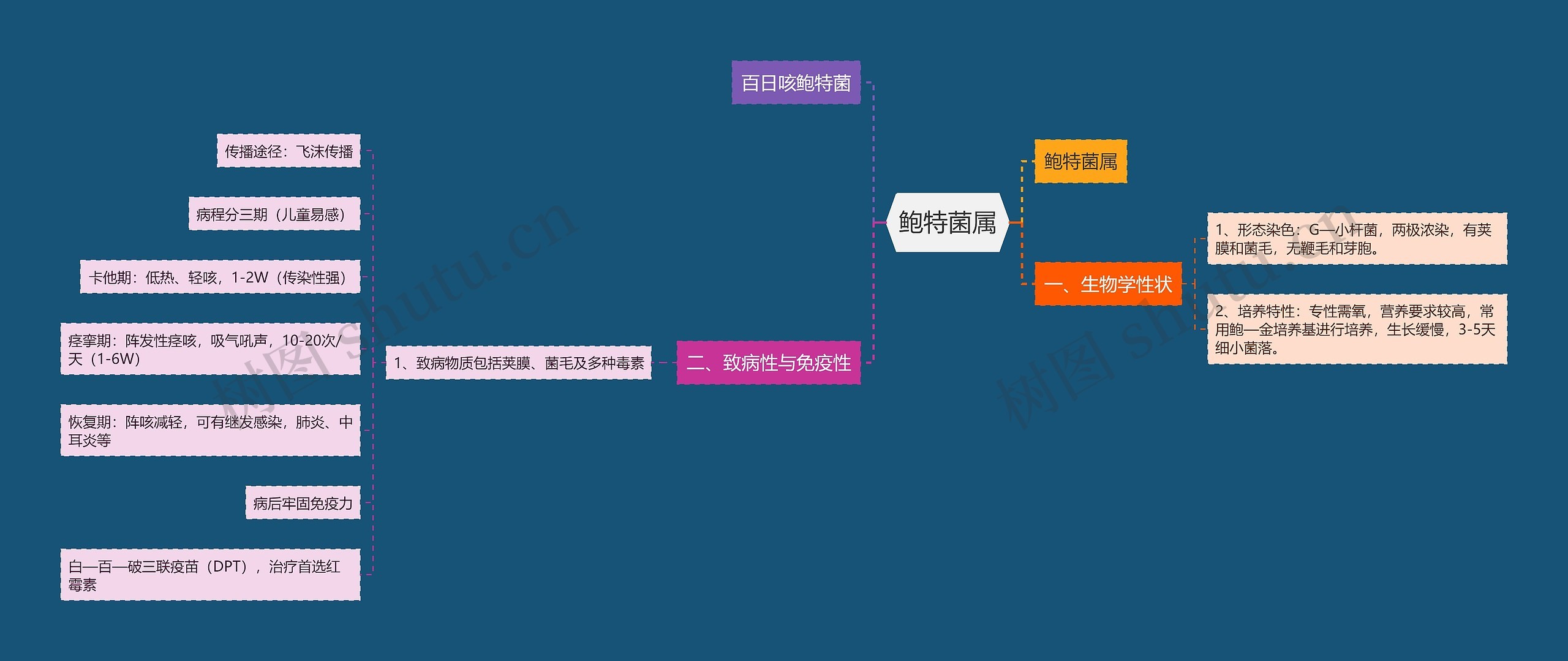 鲍特菌属思维导图