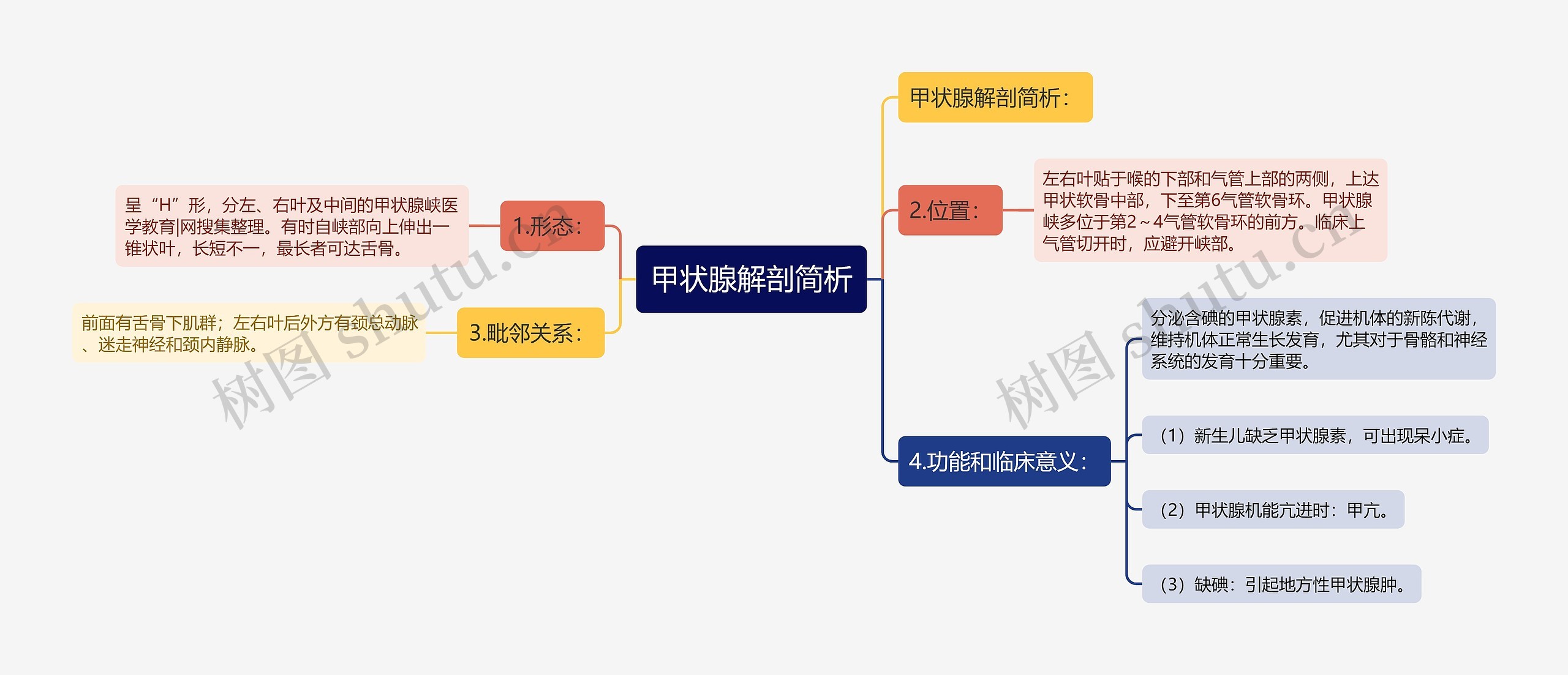 甲状腺解剖简析