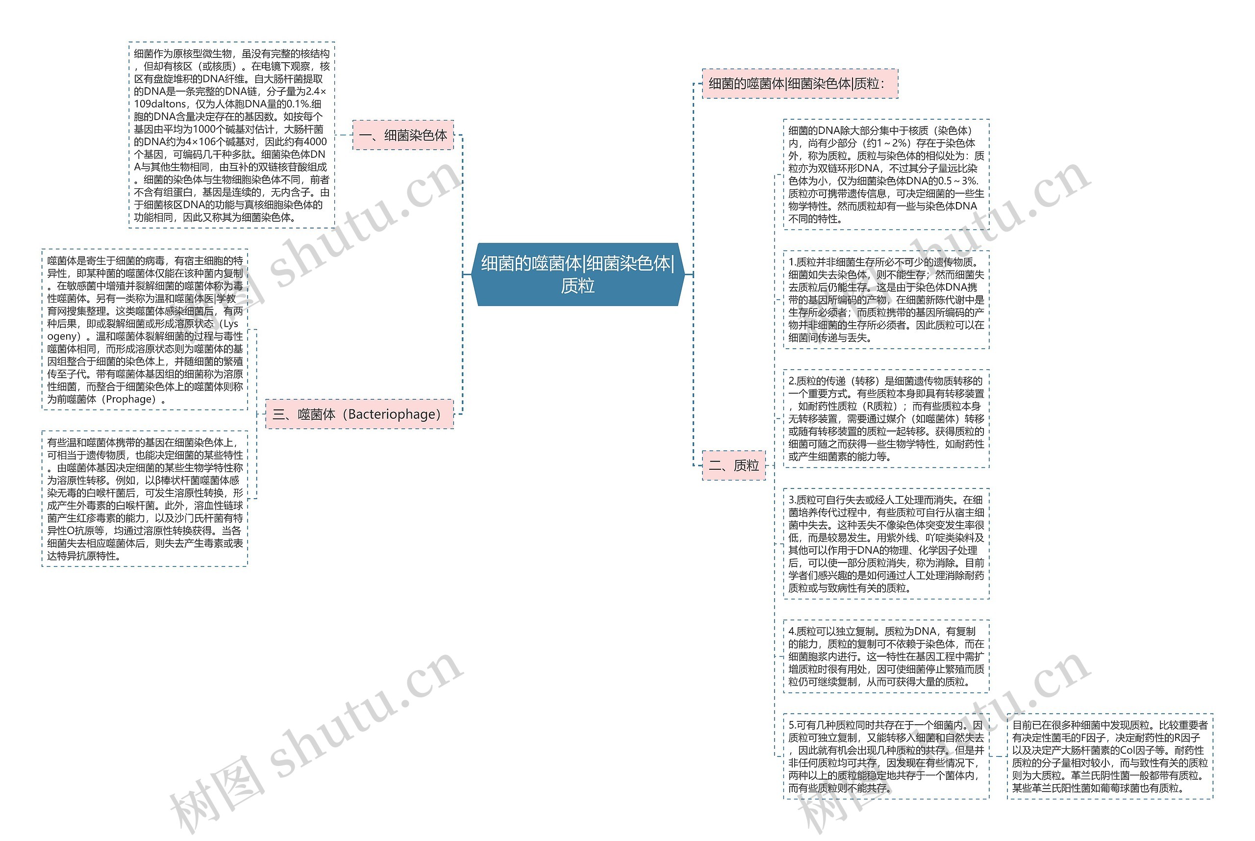 细菌的噬菌体|细菌染色体|质粒思维导图