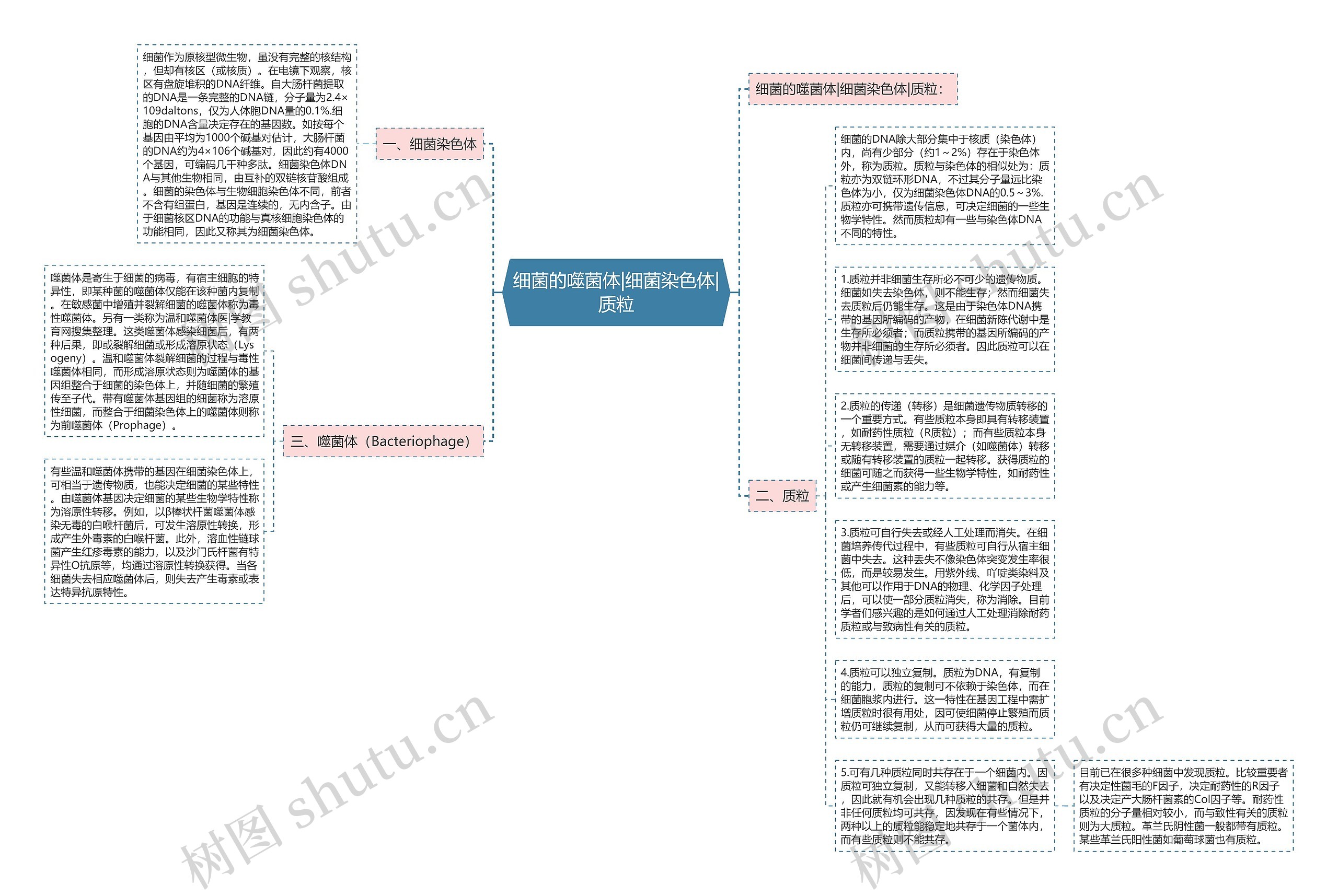 细菌的噬菌体|细菌染色体|质粒思维导图高清图 细菌的噬菌体|细菌染色体|质粒思维导图