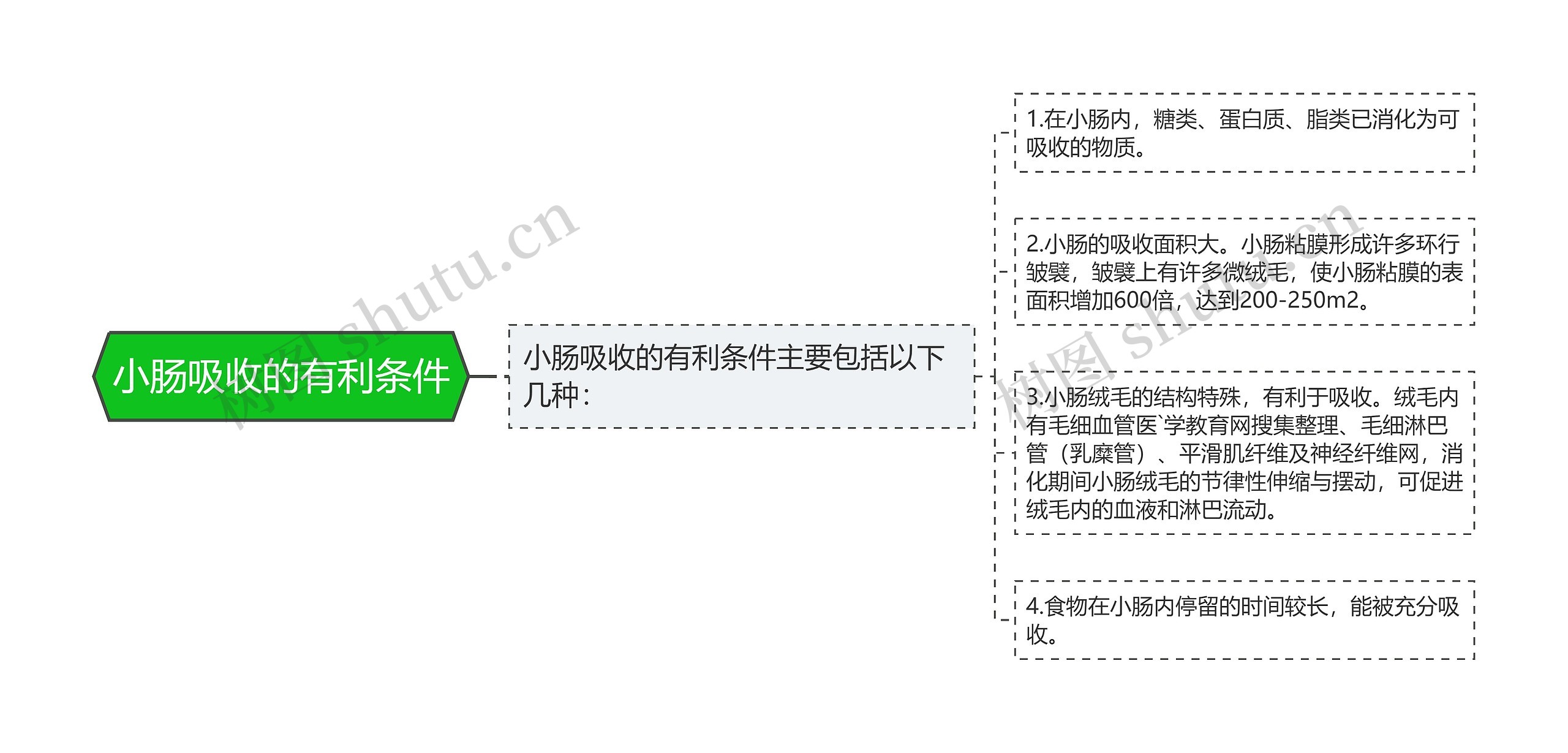 小肠吸收的有利条件思维导图