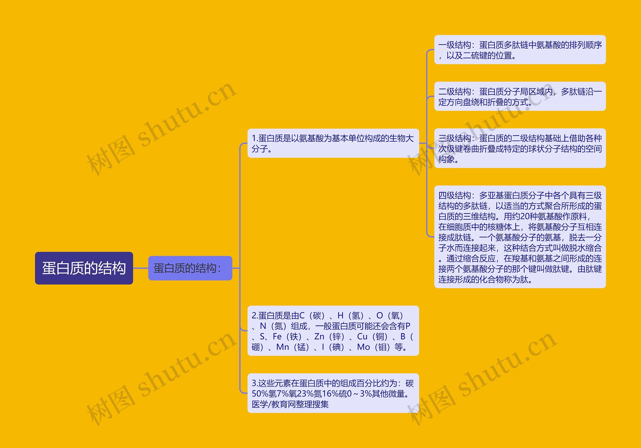 蛋白质的结构思维导图