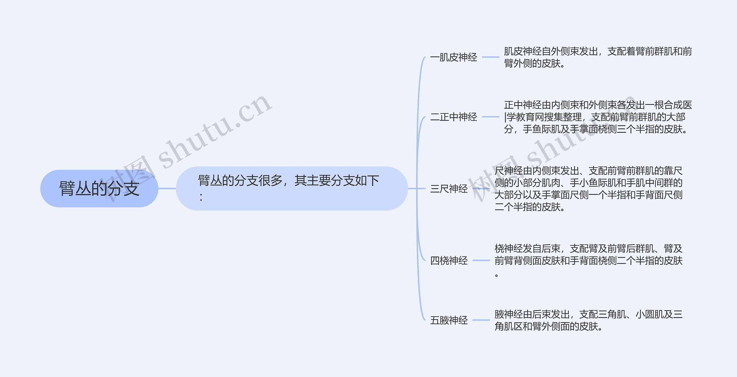 臂丛的分支