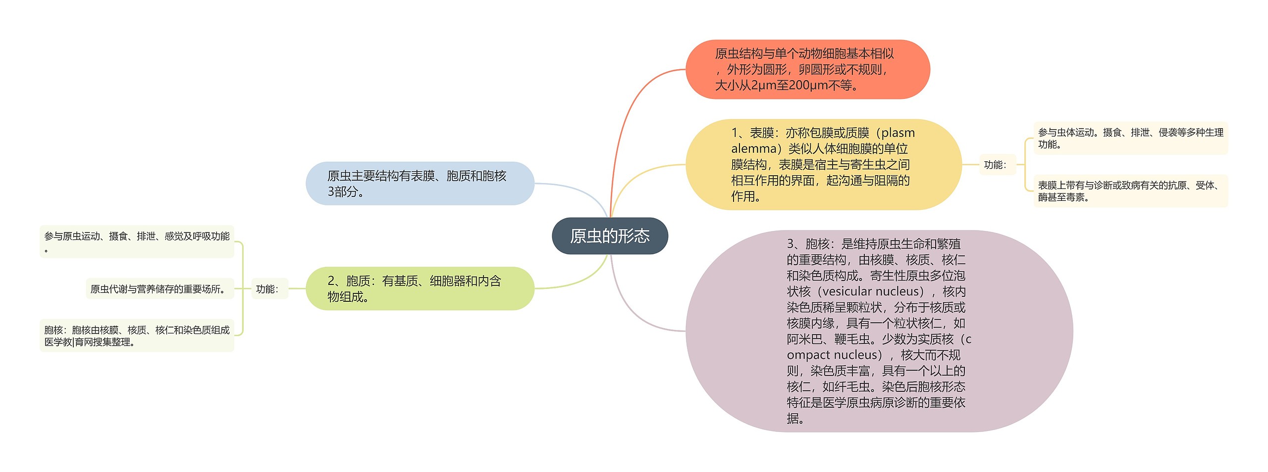 原虫的形态思维导图