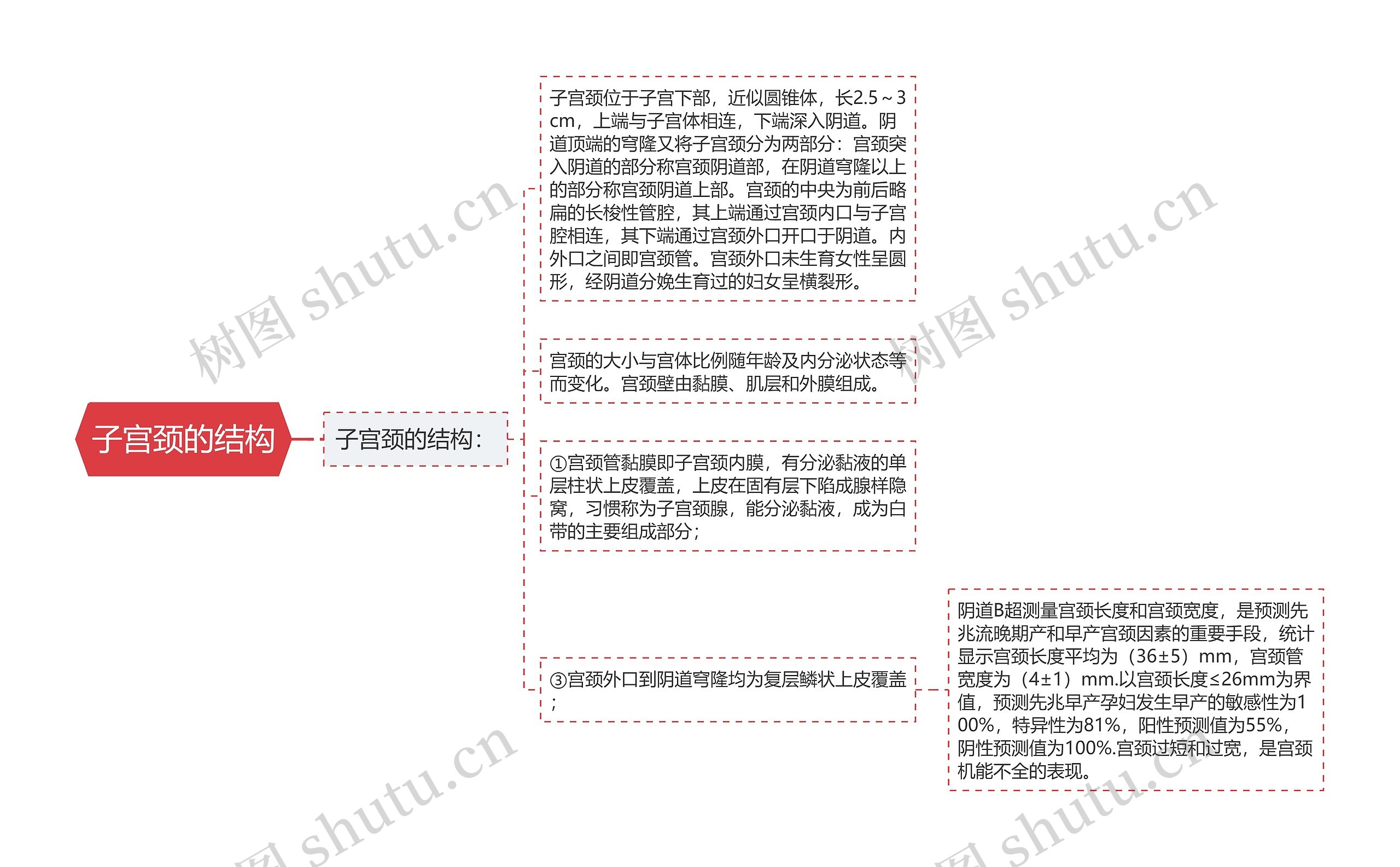 子宫颈的结构思维导图