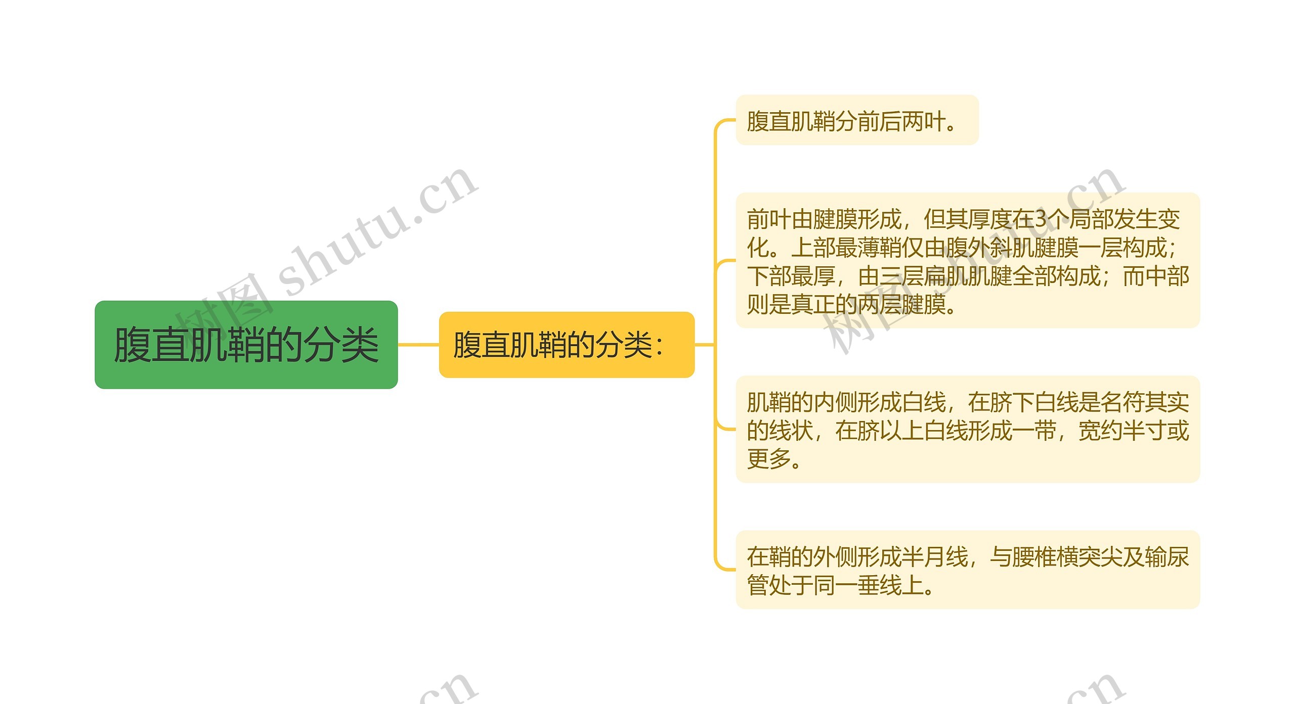 腹直肌鞘的分类思维导图